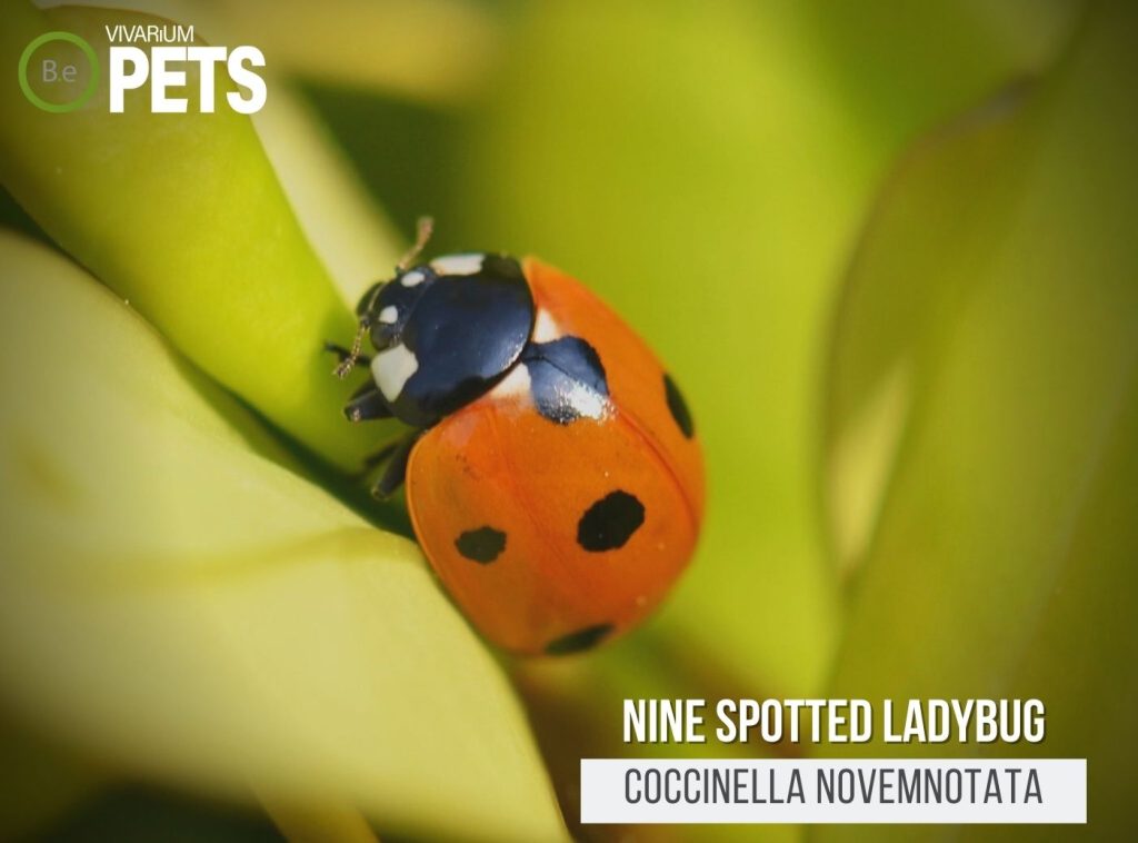 Coccinella Novemnotata: A Nine-spotted Ladybug Guide!