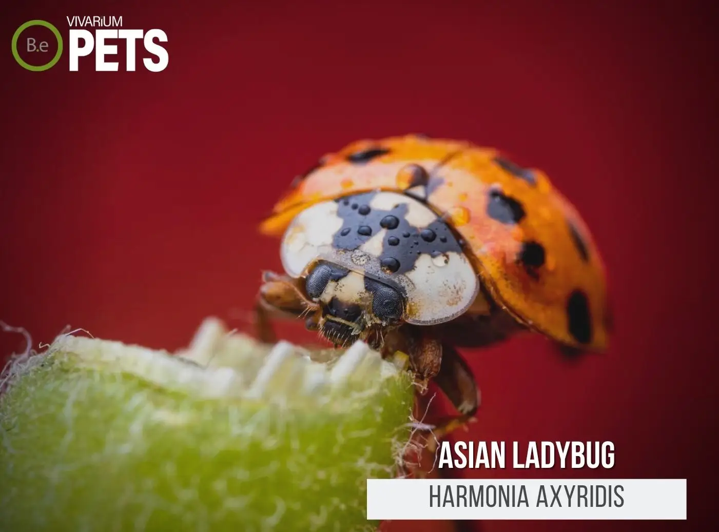 Asian Lady Beetle: The Harmonia Axyridis Care Guide!