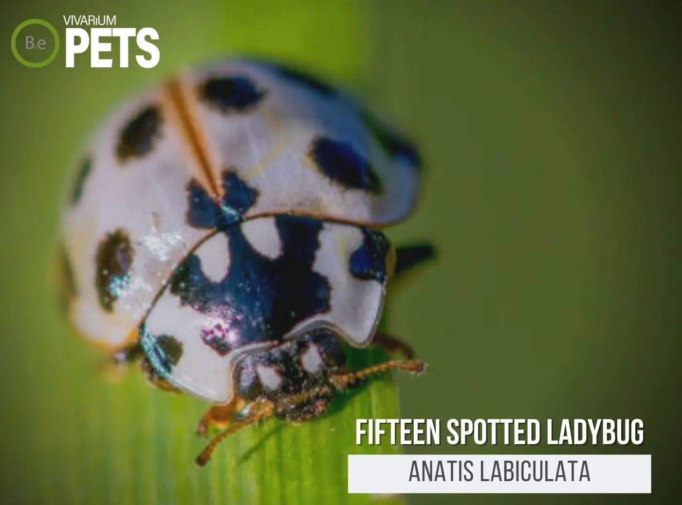 Anatis labiculata: A Fifteen-spotted Lady Beetle Care Guide!
