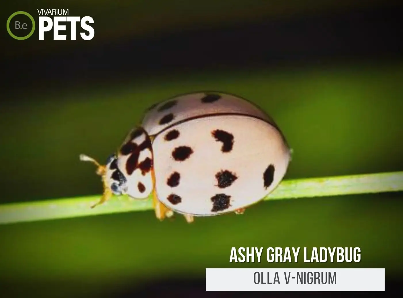 The mighty ladybug has a voracious appetite for more than just