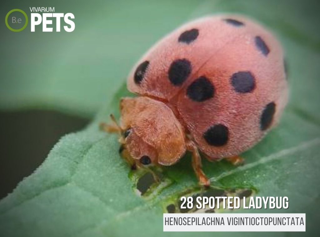 Henosepilachna Vigintioctopunctata: Hadda Beetle Guide