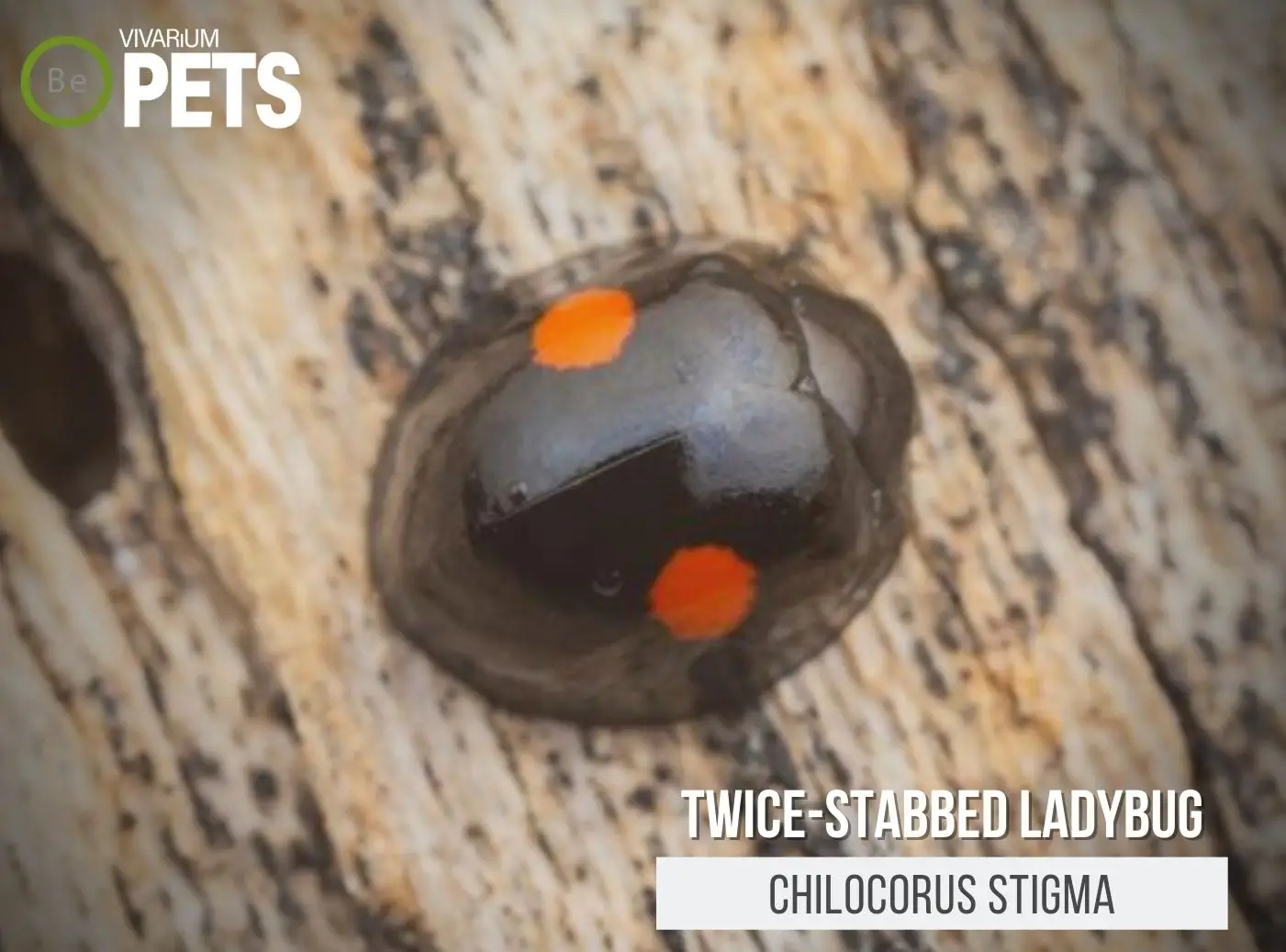 Chilocorus stigma: The Twice-stabbed Ladybug Care Guide!