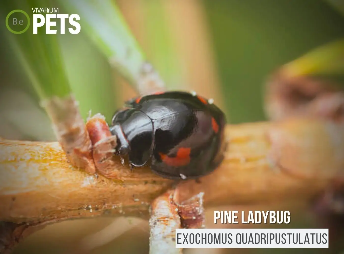 Exochomus quadripustulatus: A Pine Ladybird Care Guide!