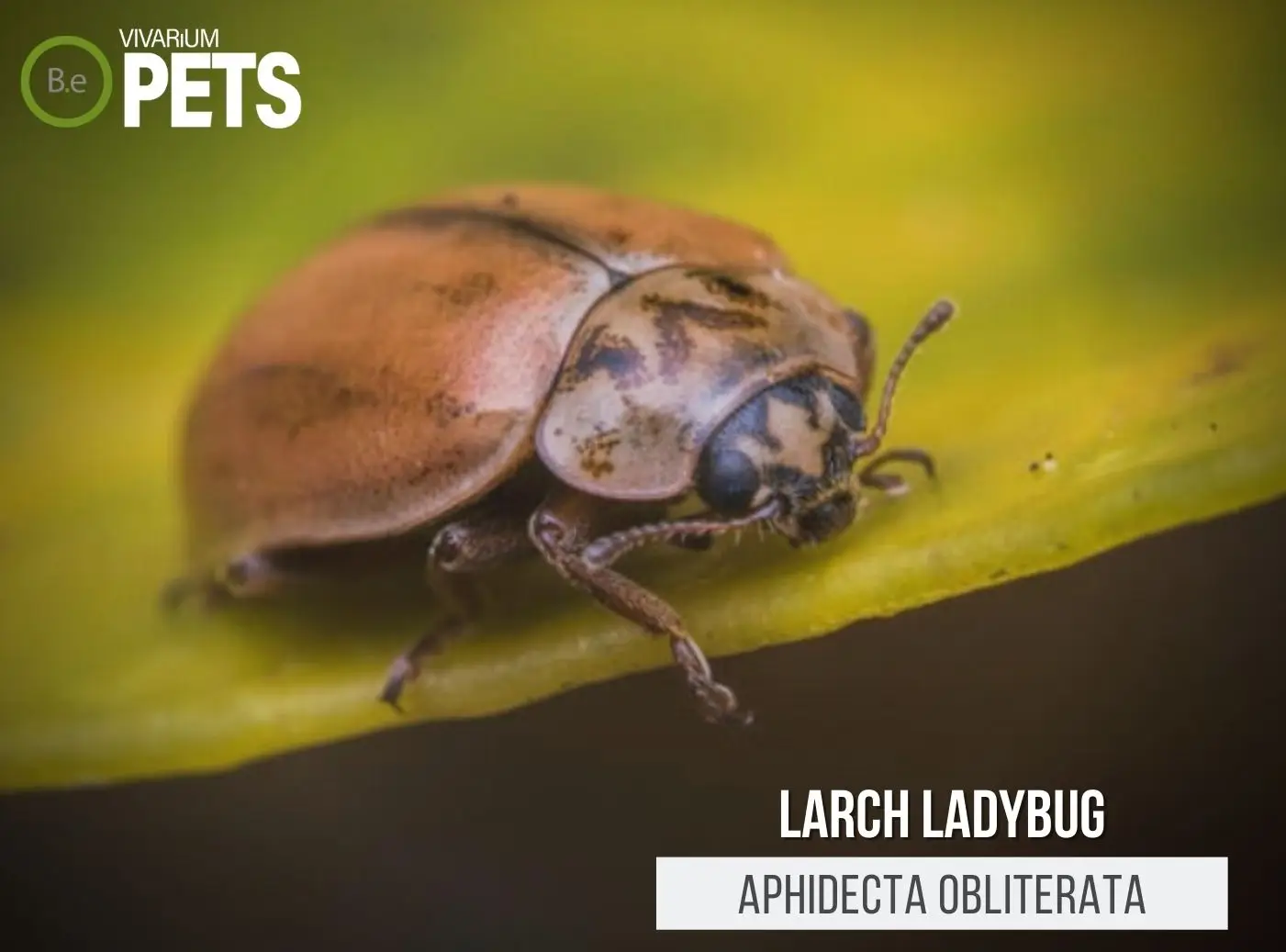 Aphidecta obliterata: A Complete Larch Ladybird Guide!