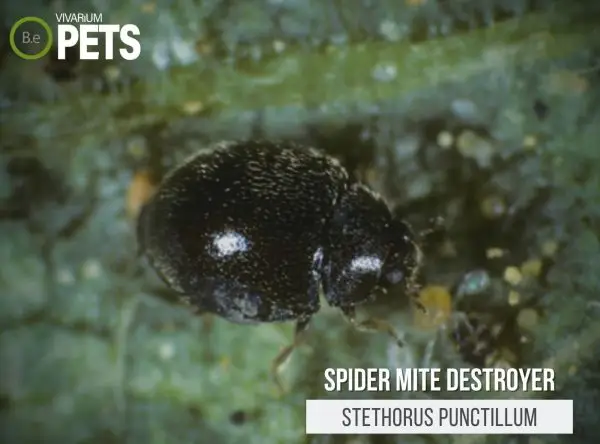 Stethorus punctillum: Ultimate Spider Mite Destroyer Guide!