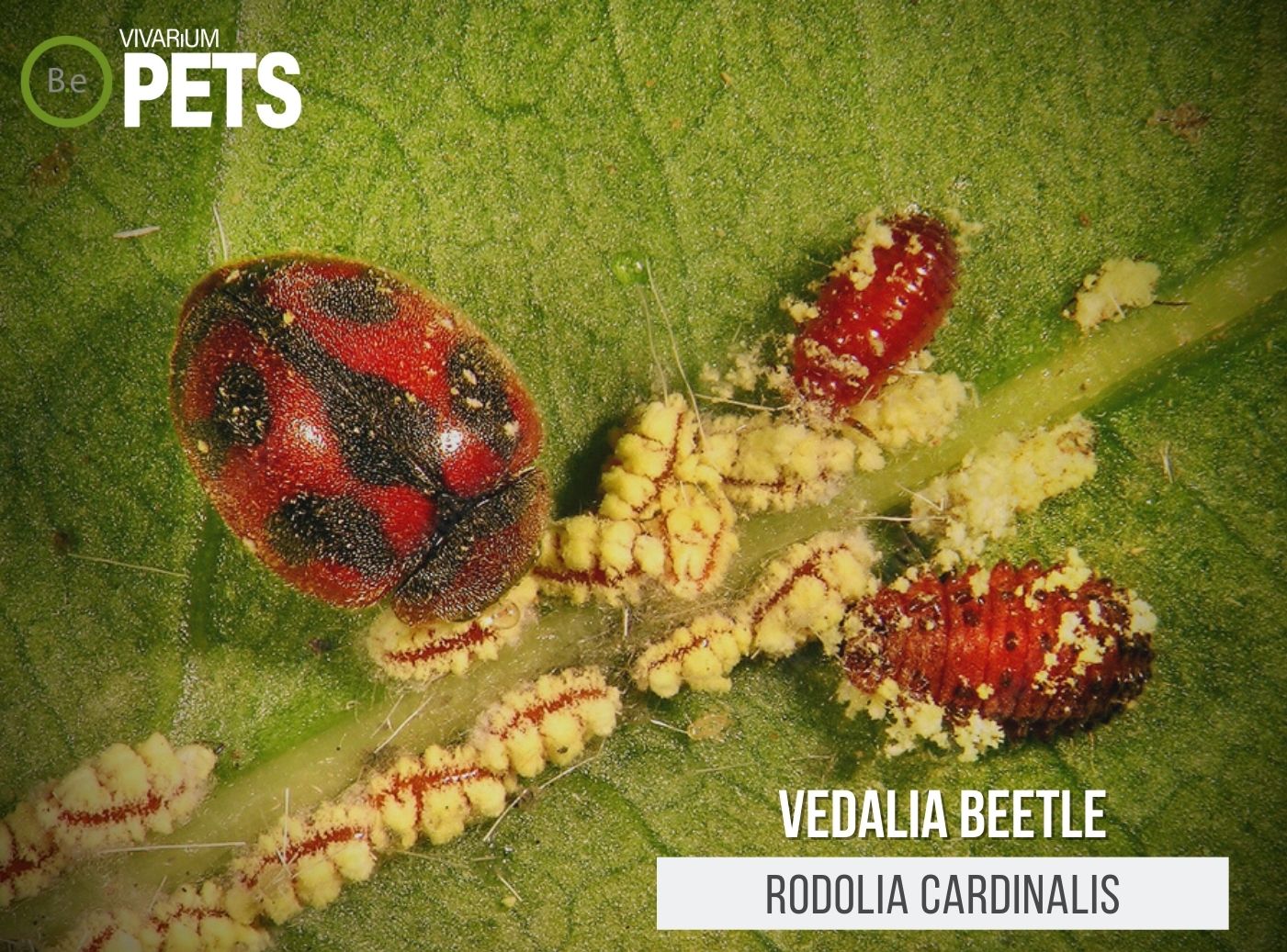 Rodolia cardinalis: A Complete Vedalia Beetle Care Guide!