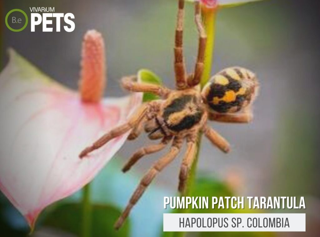 Hapalopus sp colombia pumpkin patch tarantula care guide