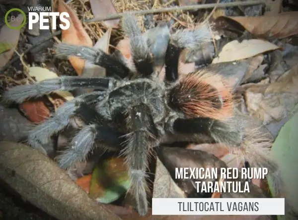Tliltocatl vagans: Mexican Red Rump Tarantula Care Guide!