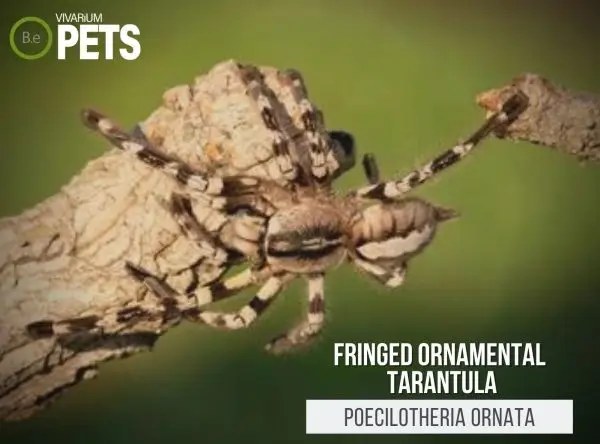 Poecilotheria ornata: Fringed Ornamental Tarantula Care Guide