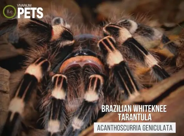 Acanthoscurria geniculata: Brazilian Whiteknee Tarantula Care
