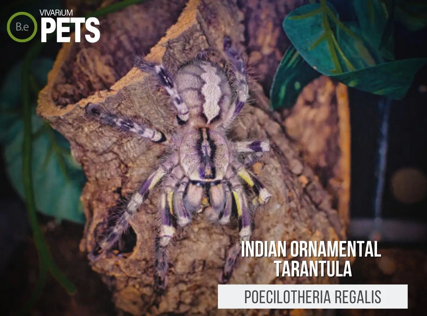 Poecilotheria regalis: Indian Ornamental Tarantula Care Guide