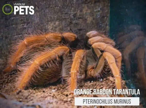 Orange Baboon Tarantula: Pterinochilus murinus Care Guide