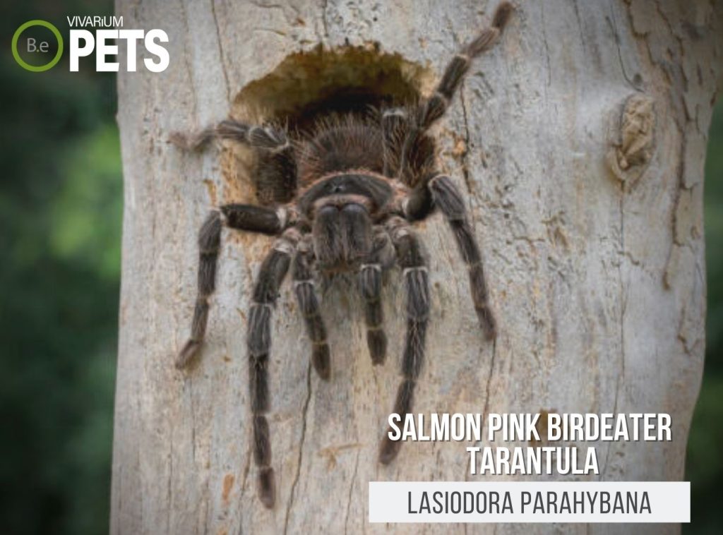 Lasiodora Parahybana Salmon Pink Birdeater Tarantula Care