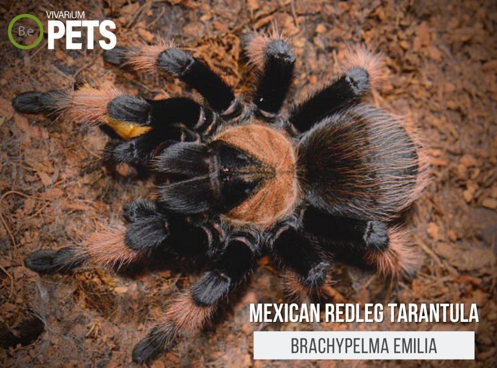 Brachypelma Emilia Mexican Redleg Tarantula Care Guide!