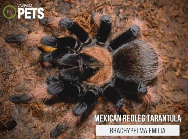 Brachypelma emilia: Mexican Redleg Tarantula Care Guide!