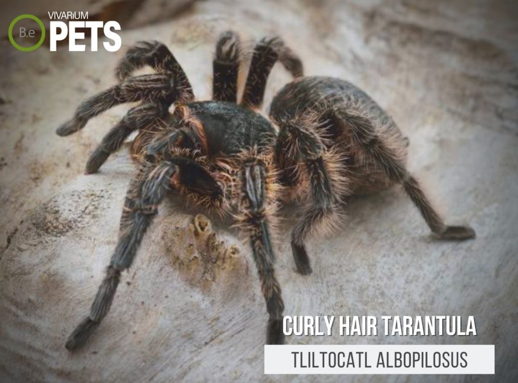 Curly Hair Tarantula The Tliltocatl Albopilosus Care Guide!