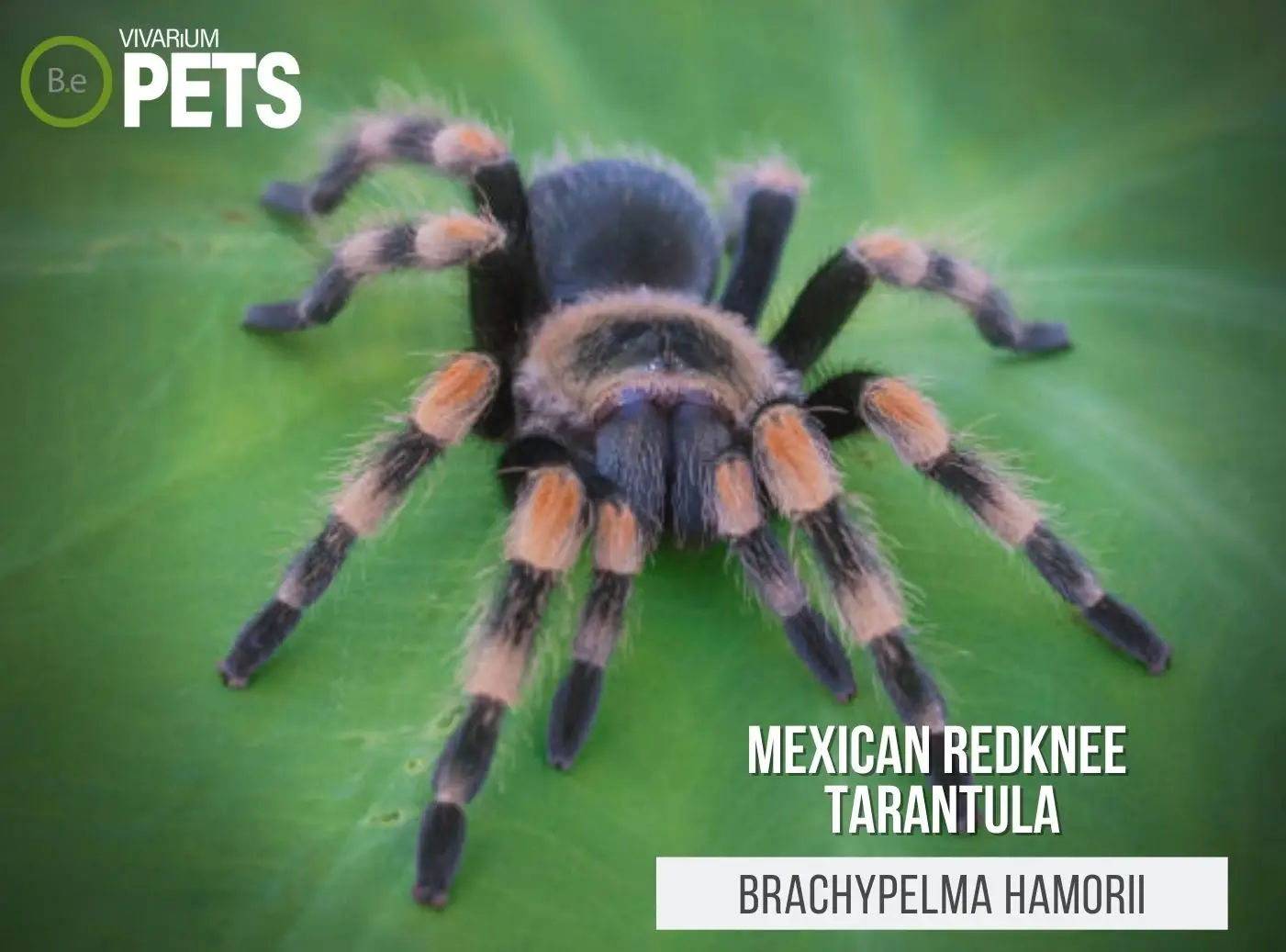 Brachypelma hamorii: Mexican Redknee Tarantula Care Guide