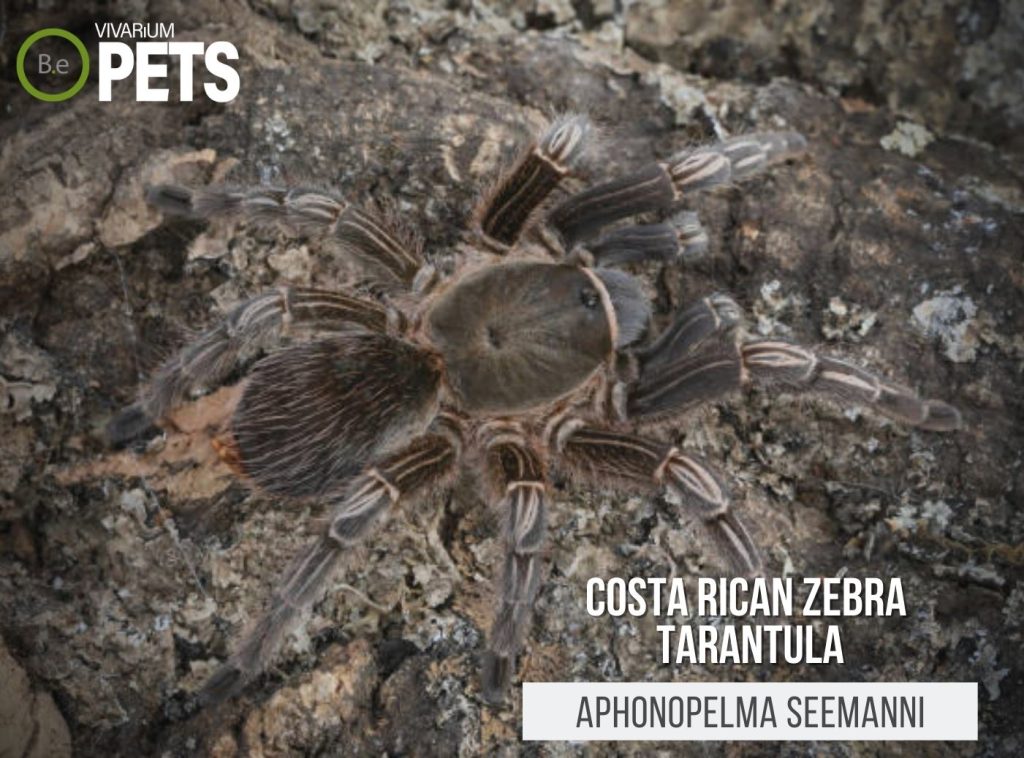 Aphonopelma Seemanni Costa Rican Zebra Tarantula Care Guide