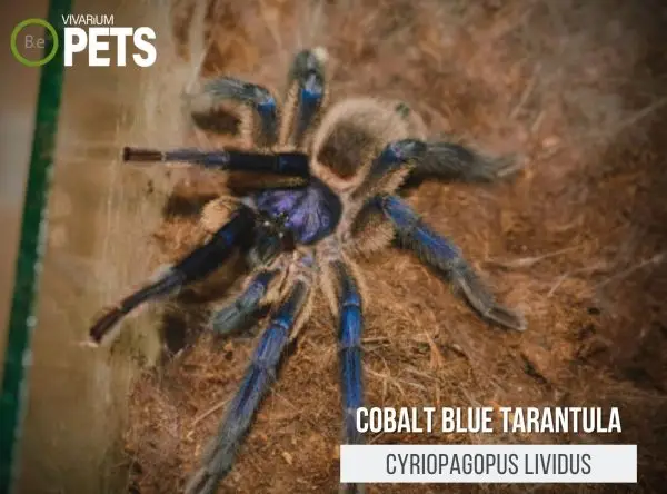 Cobalt Blue Tarantula: A Cyriopagopus lividus Care Guide!
