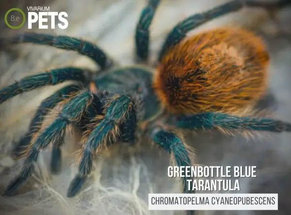 Greenbottle Blue Tarantula: Chromatopelma cyaneopubescens Care