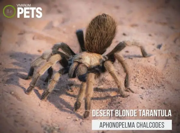 Aphonopelma chalcodes: Desert Blonde Tarantula Care Guide