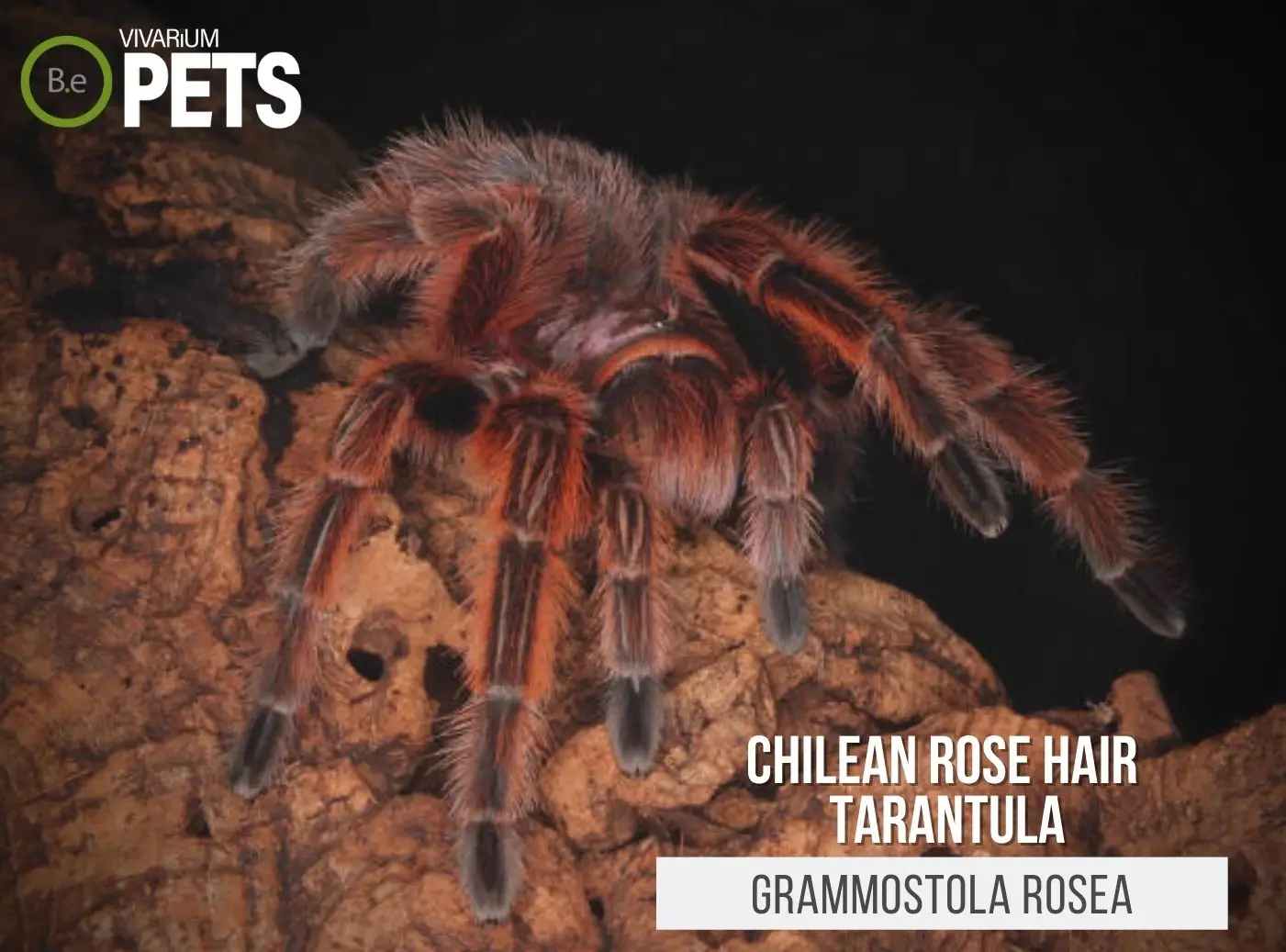 Grammostola rosea: A Chilean Rose Tarantula Care Guide!