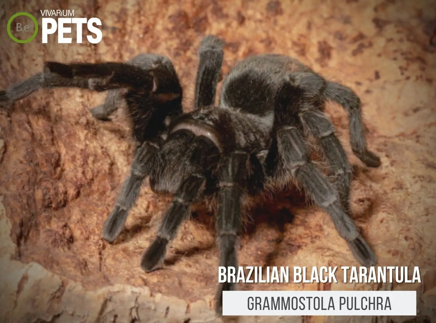 Grammostola pulchra: Brazilian Black Tarantula Care Guide!