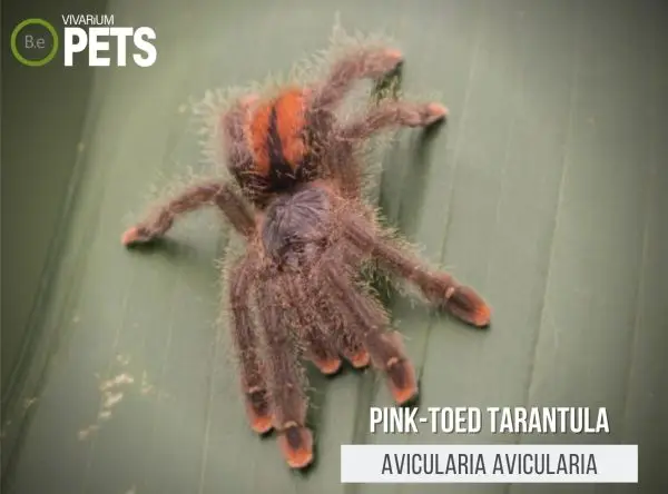 Pink-Toed Tarantula: The Avicularia avicularia Care Guide!