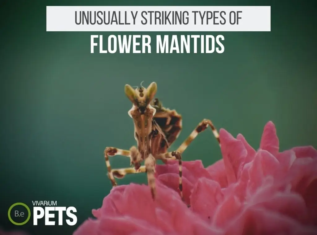 12 Unworldly Types Of Flower Mantis That Actually Exist!