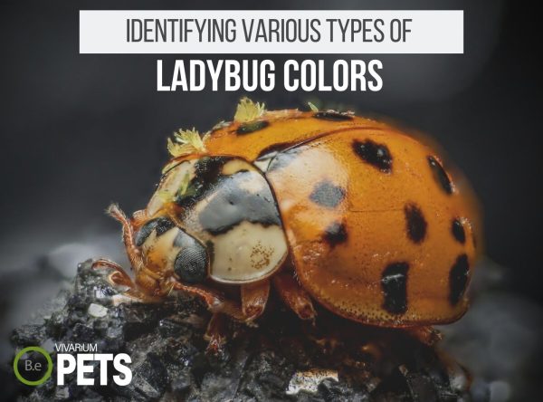 26 Types Of Ladybugs To Catch As Pets! (Sorted By Color)