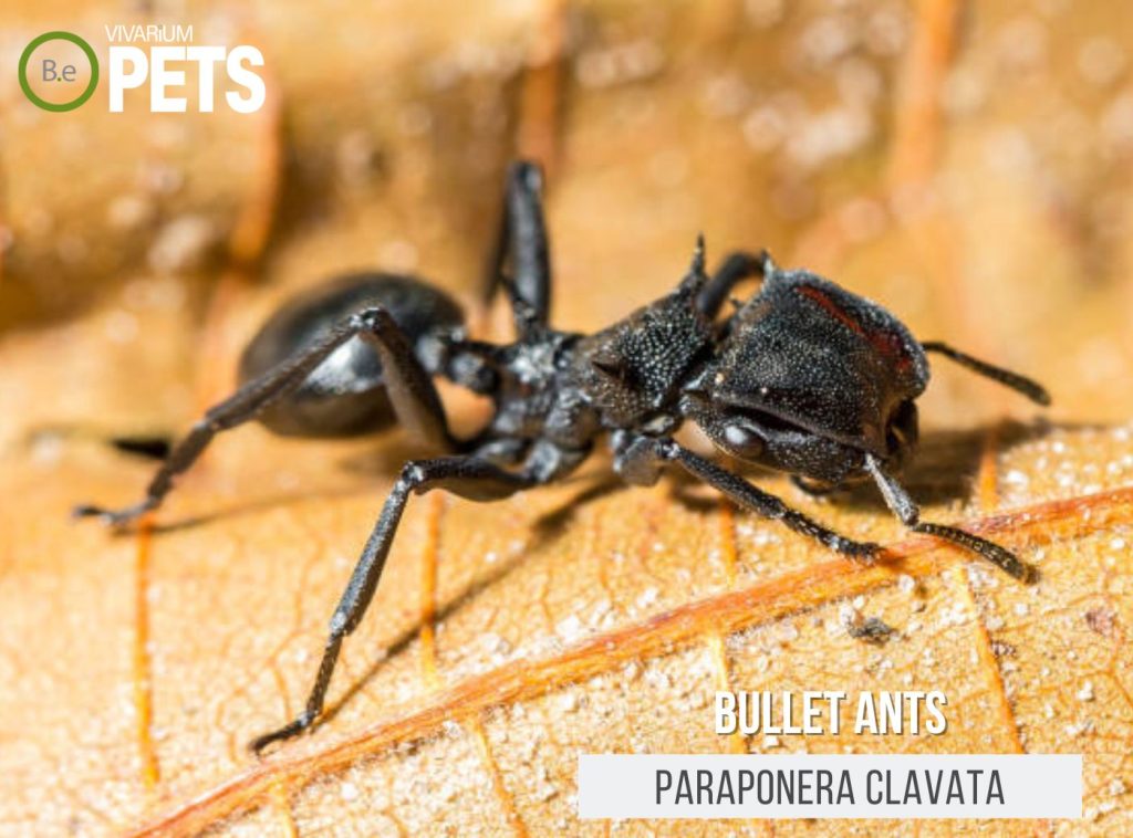 A Complete Paraponera Clavata: Bullet Ants Care Guide
