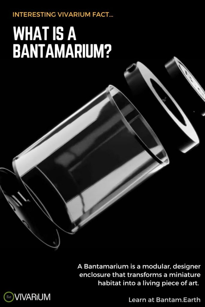 What is a bantamarium?